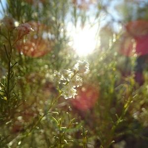 Meet your Posher, Violeta